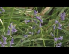 Descubre la belleza del Bosque de Halle en primavera: turismo y flores de jacintos en un viaje inolvidable