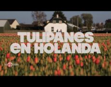 Descubre la belleza de Sint-Truiden en primavera: un destino turístico imperdible para amantes de la naturaleza