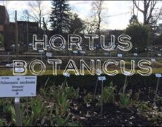 Descubre Leuven: turismo en la ciudad y su encantador jardín botánico