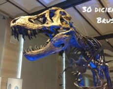 Descubre el fascinante Museo de Historia Natural en tu próximo viaje a Bruselas