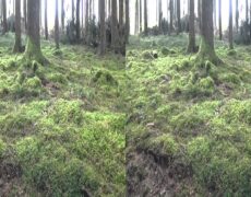 Descubre la belleza del turismo en el Parque Natural de Hautes Fagnes en las Ardenas