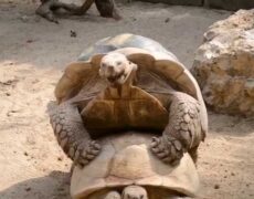 Descubre la magia del turismo en Brugelette: Visita el Parque Pairi Daiza